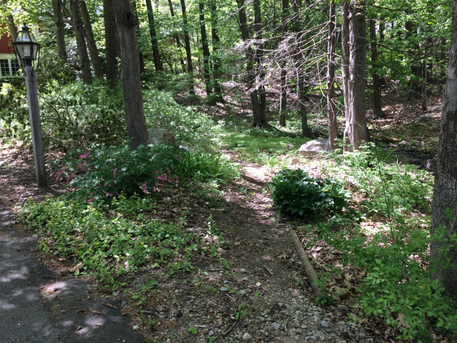 The Path by the Stream