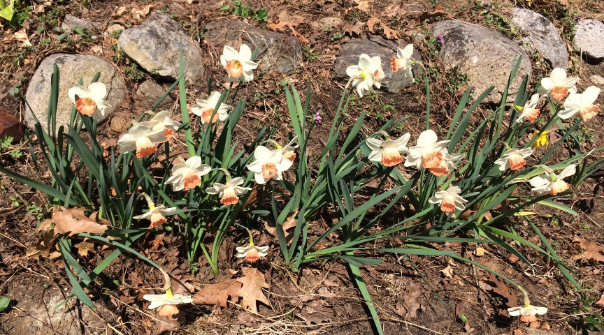 Daffodils