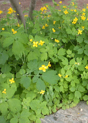 Greater Celadine