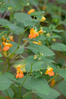 Orange Touch-Me-Not