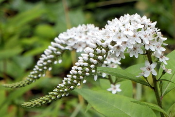 Gooseneck Loosestrife