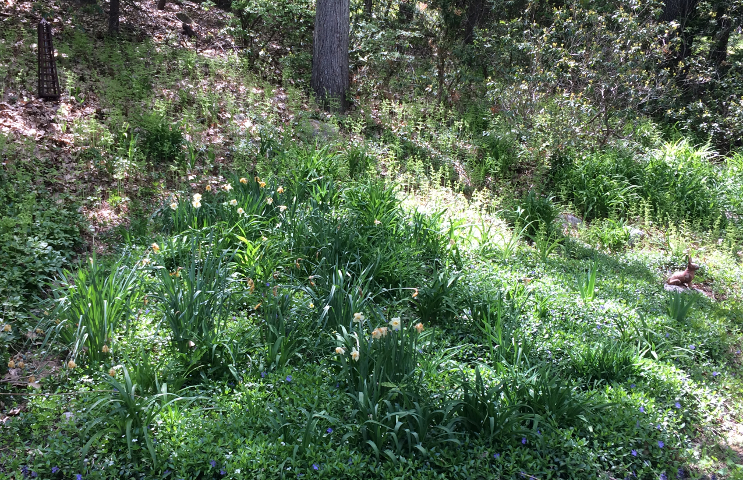 The Hill Garden