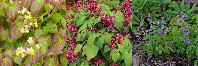 Epimediums