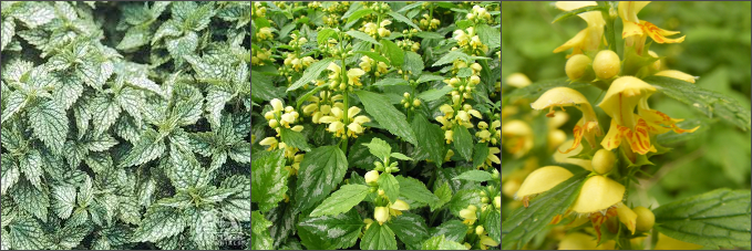 False Lamium