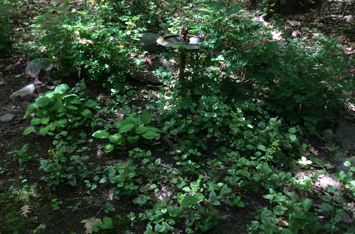 The Deep Shade Garden