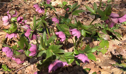 Lenten roses