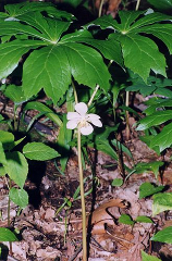 Mayapple