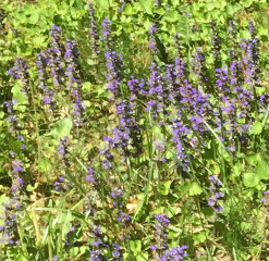 Ajuga