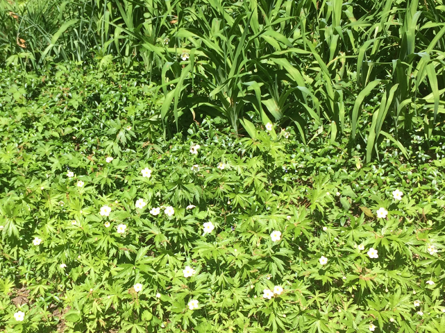 Canada Anemone