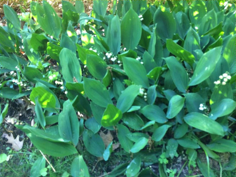 Lily of the Valley