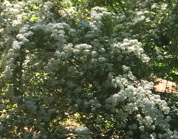 Spirea