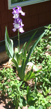 Bearded Iris
