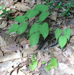 Epimedium