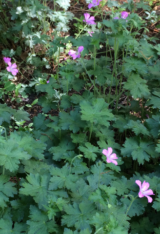 Garden Geraniums?