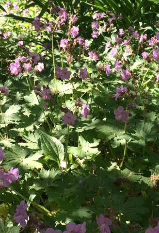 Wild Geraniums
