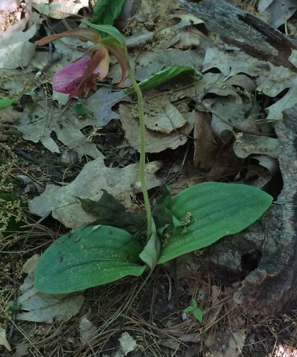 Lady's Slipper