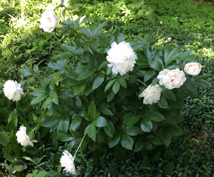 Peonies