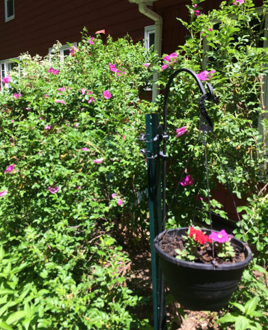 Rosa Rugosa