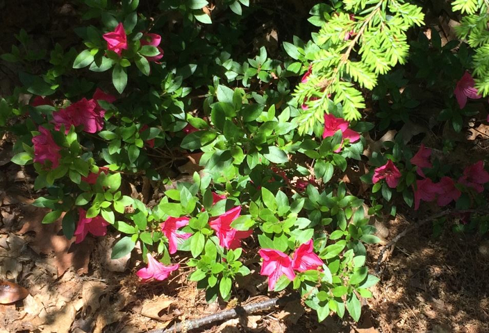 Secret Azalea