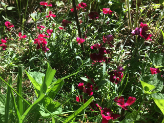 Dianthus