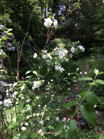 Mock Orange