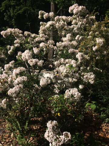 Mountain Laurel