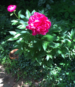 Magenta Peonies
