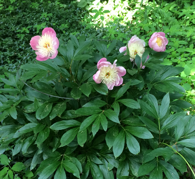 Pink Peonies