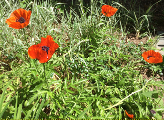 Oriental Poppies