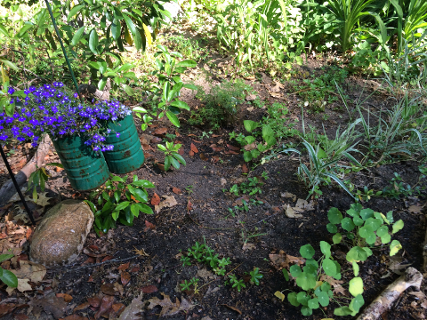 Blue Lobelia