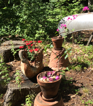 Bougainvillea and Geranium