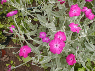 Rose Campion