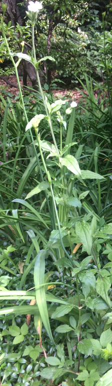 White Campion