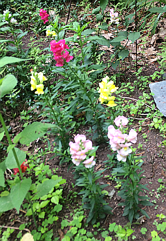 Snapdragons