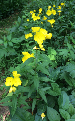 Sundrops