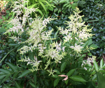White Astilbe