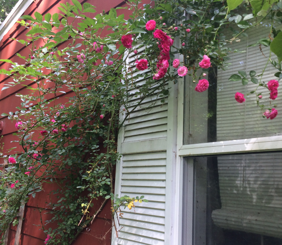 Willful Rose