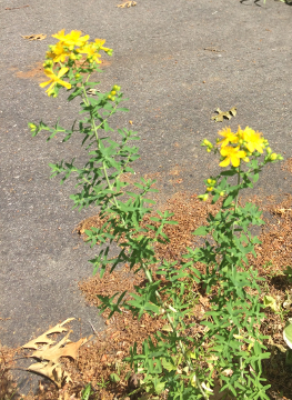 Mystery Flowers