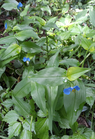 Asiatic Dayflower
