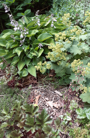 Hosta, Lady's Mantle, Coral Bells