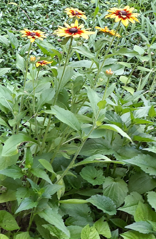 Gloriosa Daisy