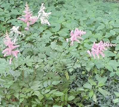 Pink Astilbe