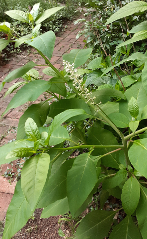 Pokeweed
