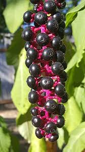 Pokeweed Berries