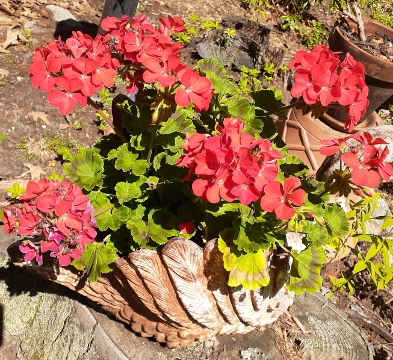 Red Geranium