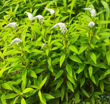 Gooseneck Loosestrife