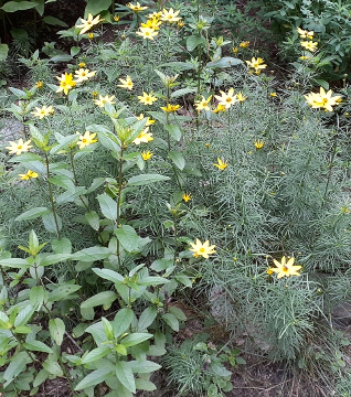 Moonbeam Coreopsis