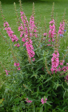 Purple Loosestrife
