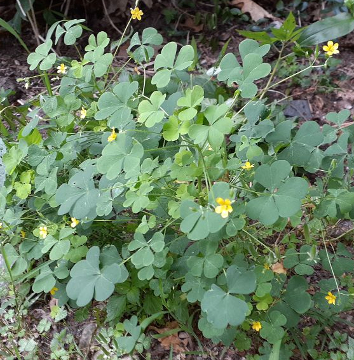 Yellow Wood Sorrel