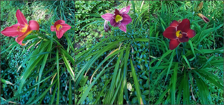 Hybrid Daylilies